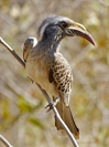 Tockus nasutus